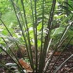 Cycas taiwaniana Leaf