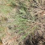 Diplachne fusca Libunga