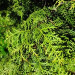 Thuja koraiensis Листок