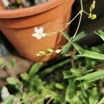Phemeranthus parviflorus 花