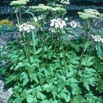 Ligusticum scothicum Blomst