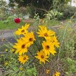 Helianthus salicifolius പുഷ്പം