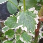 Coleus madagascariensis Leaf