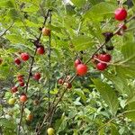 Prunus tomentosa Frukto