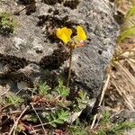 Hippocrepis scorpioides Blüte