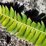 Polystichum lonchitisপাতা