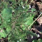 Erica lusitanica Leaf