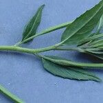 Epilobium ciliatum Leaf