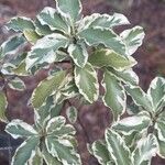 Pittosporum tenuifolium 葉