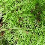 Sium latifolium Hoja