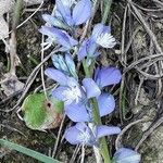 Polygala vulgaris Fleur