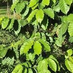 Coffea arabica Folha