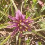 Tragopogon angustifolius 花