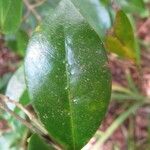 Coffea mauritiana Leaf