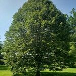 Tilia tomentosa Habit