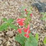 Salvia roemeriana Flor