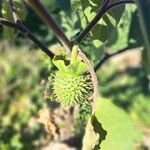 Datura innoxia Meyve