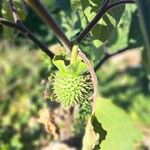 Datura innoxia Fruto