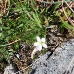 Sagina glabra Hoja