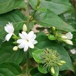 Jasminum multiflorum പുഷ്പം