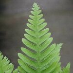 Pteris fauriei Leht