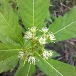Penthorum sedoides Flower