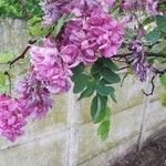 Robinia hispida Flor