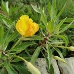 Oenothera macrocarpa Fleur