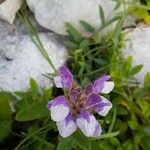 Scutellaria alpina Blomma
