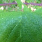 Rubus godronii Leaf
