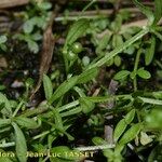 Galium trifidum Fruto