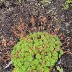 Saxifraga hypnoides Φύλλο