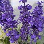 Salvia farinacea Flower