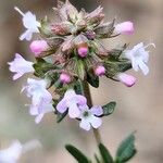 Thymus vulgaris Flower