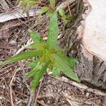 Salix eriocephala Листок