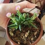 Mesembryanthemum nodiflorum Flor