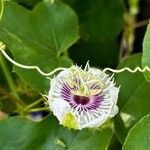 Passiflora foetida Çiçek