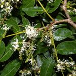 Copaifera aromatica Habit
