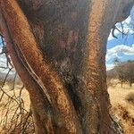 Delonix elata Corteza