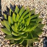 Aloe polyphylla Blad