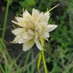 Cyperus niveus Λουλούδι