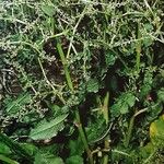 Rumex pulcher Libunga