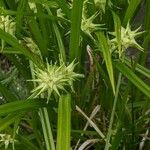 Carex grayi Fruitua