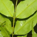 Myrcia splendens Leaf