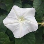 Ipomoea alba Blüte