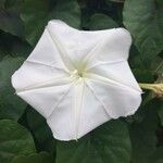 Ipomoea alba Цвят