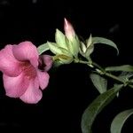 Allamanda blanchetii Flower