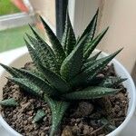 Haworthia limifolia Leaf