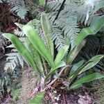 Antrophyum boryanum Hábito