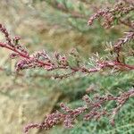 Suaeda spicata Fula